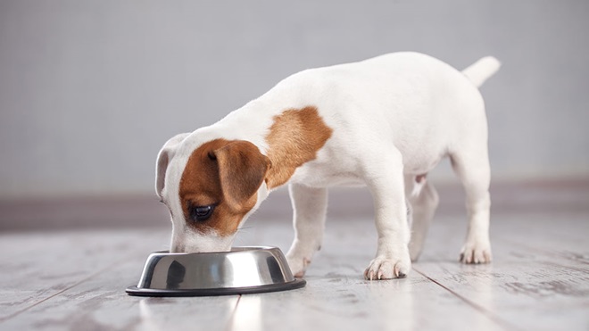 puppy eating from bowl